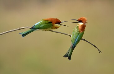 Chestnut-headed Bee-eater Head to back, orange, black eye band, neck and chest, bright yellow chest with small black and orange stripes, green body. Sticking to the branches.