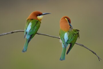 Chestnut-headed Bee-eater Head to back, orange, black eye band, neck and chest, bright yellow chest with small black and orange stripes, green body. Sticking to the branches.