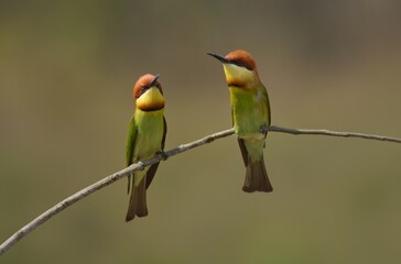Chestnut-headed Bee-eater Head to back, orange, black eye band, neck and chest, bright yellow chest with small black and orange stripes, green body. Sticking to the branches.