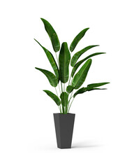 Planta en maceta con fondo blanco. Naturaleza. Hojas verdes. Madre Naturaleza.