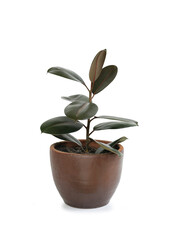 Rubber plant (ficus elastic plant) in brown clay pot isolated on white background. Modern house plants. Image with Clipping path