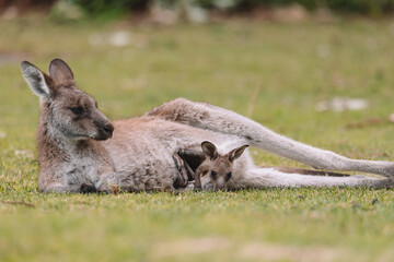Mother Kangaroo with her Joey