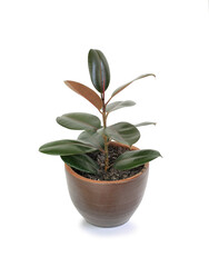 Rubber plant (ficus elastic plant) in brown clay pot isolated on white background. Modern house plants. Image with Clipping path