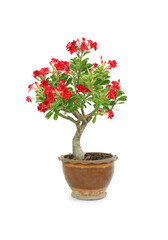 Adenium Obesum or Desert rose flower in brown clay pot isolated on white background. Image with Clipping path