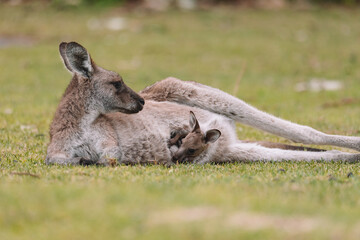 Mother Kangaroo with her Joey