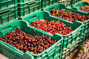 Plastic boxes with harvested red cherry at fruit plantation