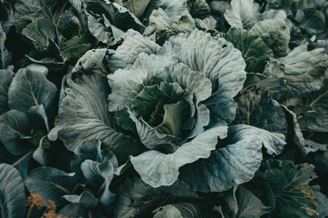 cabbage growing in the garden