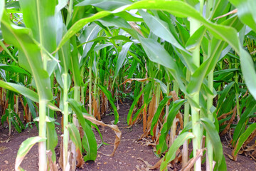 Obraz premium Close-up a young green corn field. Selective focus at depth center