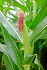 Obraz premium Young green corn field in agricultural garden