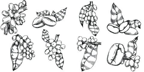 Coffee tree and beans in graphic style hand draw on white background. Isolated object with engraved style illustration. The best for design logo, menu, label, icon, stamp.