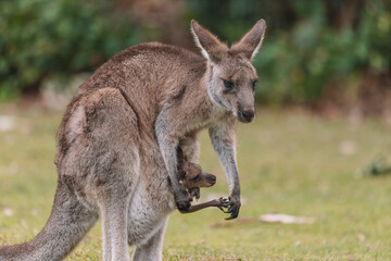 Mother Kangaroo with her Joey