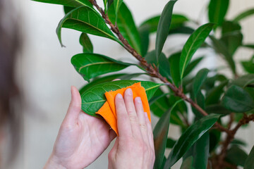 Woman picks dust from leaves of house plants
