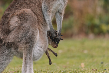 Mother Kangaroo with her Joey