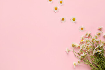 Beautiful chamomile flowers on color background
