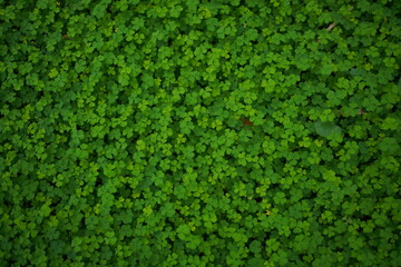  Little Green leaves background for design art work or add text message. Natural pattern plant leaf fresh for backdrop.