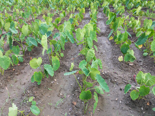 Taro roots plant in a field closeup