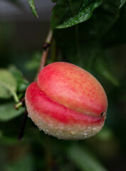 nature in the living