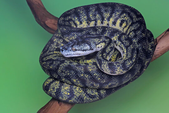 A carpet python snake is wrapping its body on a log.