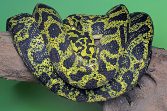 A carpet python snake is wrapping its body on a log.
