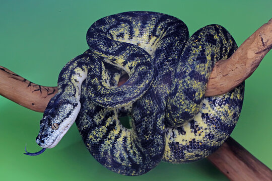 A carpet python snake is wrapping its body on a log.