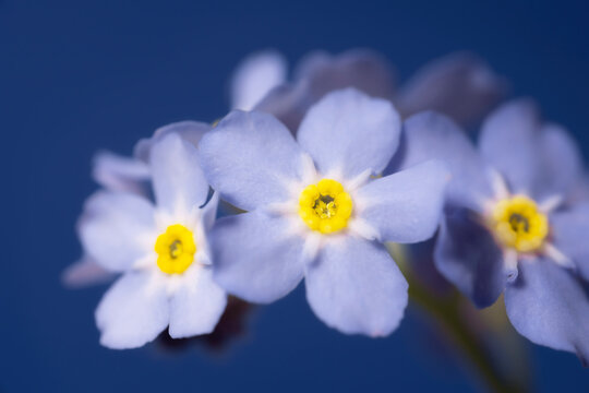 Forget-me-not or Myosotis flower on blue background, close-up. Masons or remember symbol