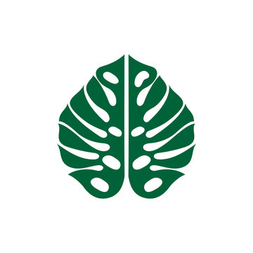 Monsterra leaf icon design illustration