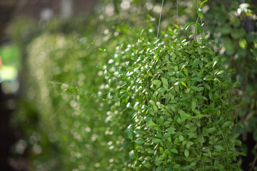 green ornamental plants in the backyard