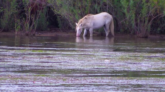 white pony in tonto national forest lower salt river arizona eating and drinking walking off into the forest followed by full grown wild horse 