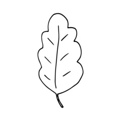 oak leaves icon. hand drawn doodle. vector, scandinavian, nordic, minimalism, monochrome. plant, herbarium.