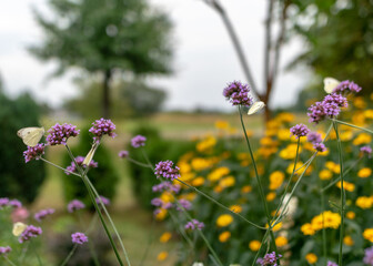 summer flowers in the garden on a sunny day, gardener summer