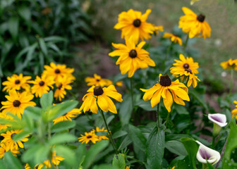 summer flowers in the garden on a sunny day, gardener summer