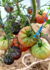 tomatoes of different shapes and sizes, film greenhouse, gardening as a hobby, autumn harvest time