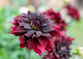 summer flowers in the garden on a sunny day, gardener summer