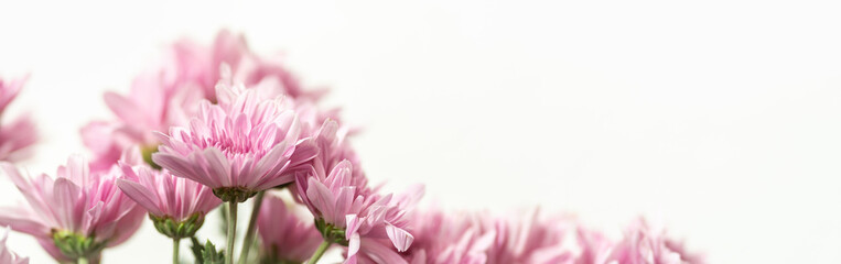 Closeup of pink Mums flower with copy space using as background natural flora, ecology cover page concept.