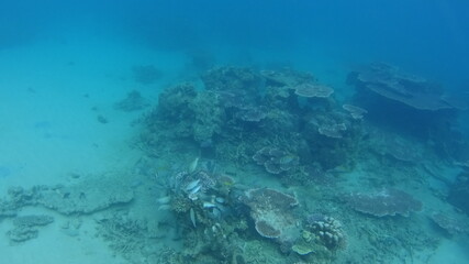 マレーシア　ティオマン島の海