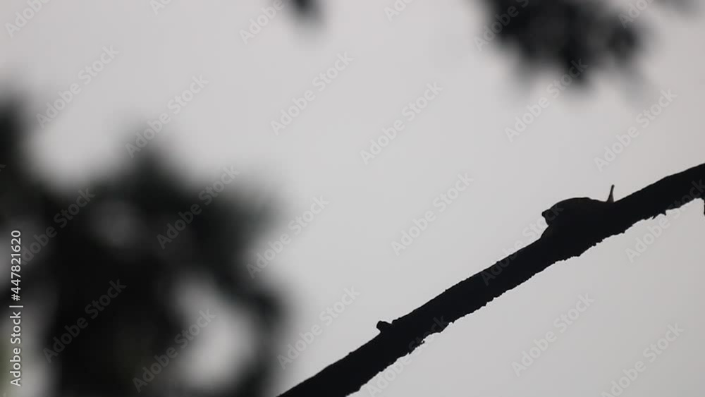 Poster close up black and white shot of small snail on a grape branch moves up along a branch on a black ba