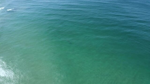 4k Drone shot of a group of happy dolphins looking for food together in the blue ocean sea. Nature landscape at Byron Bay, Australia.