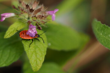  A red beetle, a soldier beetle on a green leaf. Macro photography of beetles