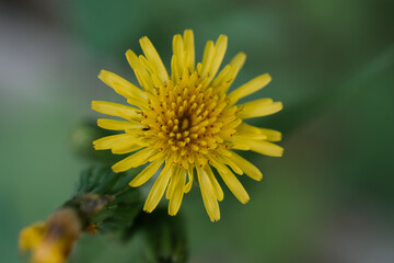 A bright yellow dandelion on a green blurry background in nature.