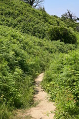 Wanderweg durch ein Dickicht aus Farnen in Albanien