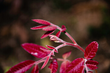 Red tender leaves of a wild plant
