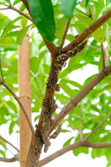 Many wasps nest on a tree. The nest looks like a hole. Ming saw the wasp and its eggs.