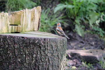 Buchfink am Waldboden