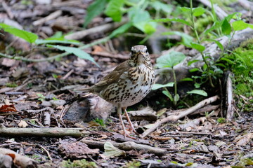 Drossel auf Waldboden