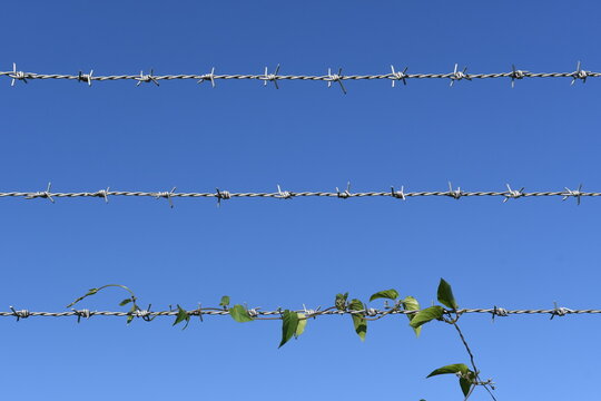 Wire Entanglement Images Browse 795 Stock Photos Vectors And Video Adobe Stock