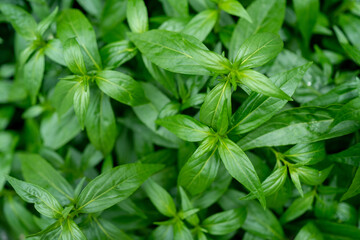 Fah Talai jhon is Thai herbs relieve sore throat, reduce fever, heat up the cold green leaves vegetable nature protect corona. Andrographis paniculata.