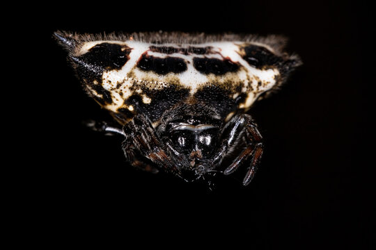 Adult Spinybacked Orbweaver