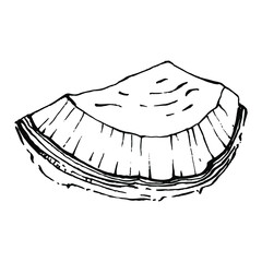 Vector coconut hand drawn Sketch. Vector tropical food illustration. Vintage style. The best for design logo, menu, label, icon, stamp.