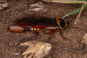 Australian Cockroach laying eggs