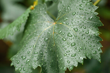 large drops of water on the leaves of grapes after the rain close-up background background